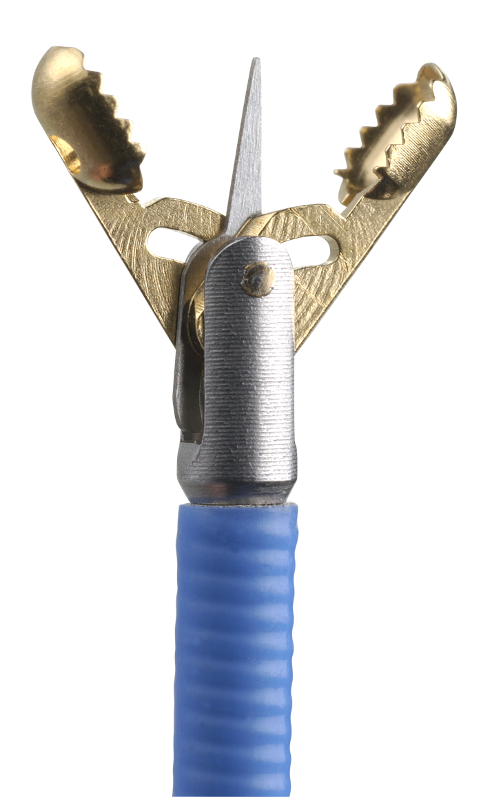 Front view of a precision alligator forceps medical instrument with serrated jaws and a blue catheter shaft, designed for grasping and retrieving tissue or foreign objects during minimally invasive procedures.